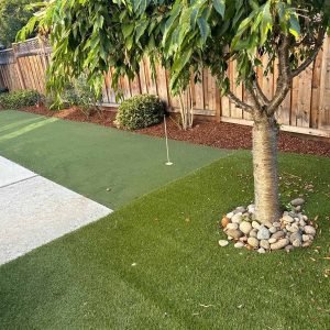 Healthy green lawn and tree.
